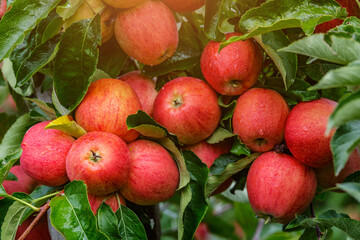 Red apples on a tree.Ripe Apples in the Apple Orchard before Harvesting. Apple orchard. Basket of...