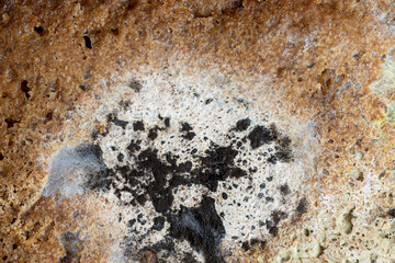 Black rye bread in mold on the board