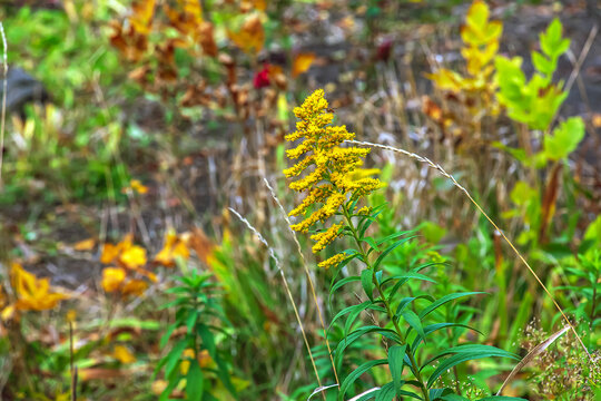 Canadian goldenrod or Solidago canadensis. It has antispasmodic, diuretic and anti-inflammatory effects.