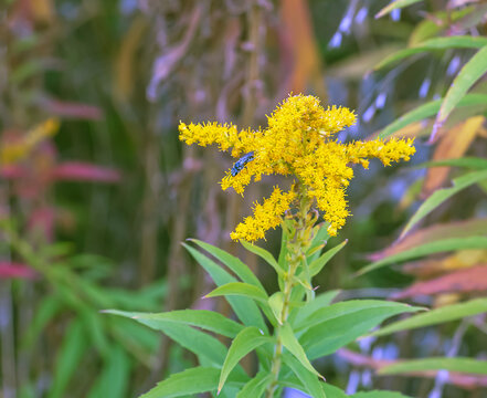 Canadian goldenrod or Solidago canadensis. It has antispasmodic, diuretic and anti-inflammatory effects.