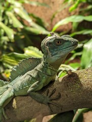 Vertical shot of a plumed basilisk on a branch