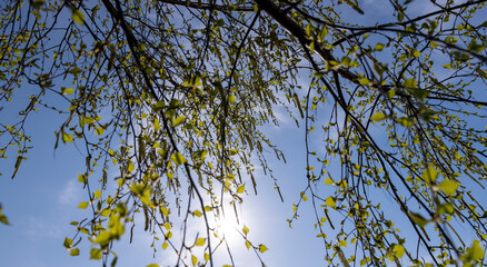 young birch with new green leaves in the spring season