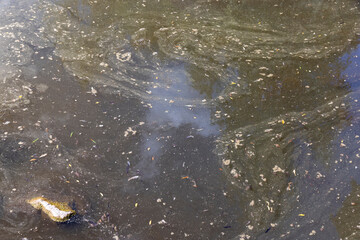 dirty dangerous water in the swamp in the summer