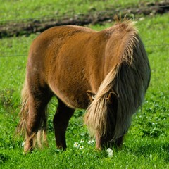 Beautiful brown pony (Equus ferus caballus) grazing in the field on a sunny day