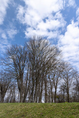Obraz premium maple trees without foliage in the spring season