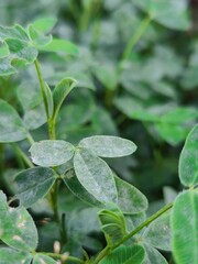 Natural background with green leaves on garden shrubs