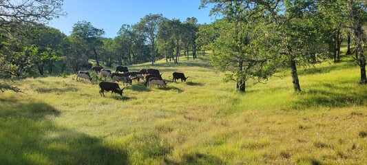 Panoramic view of cows grazing on green lawn fields farm with trees with sunlight