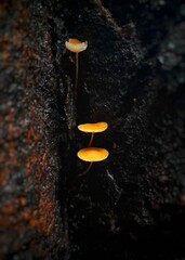 Vertical closeup shot of small fungus growing on the side of a tree © Wirestock