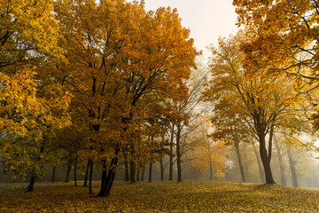 multicolored yellowing maple foliage during leaf fall