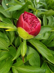 Vertical shot of red Peony flower growing with green leaves