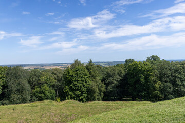 a large number of different deciduous trees in the summer
