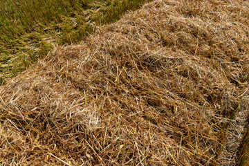 sunny weather in the field with a harvest of oats