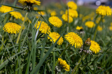 yellow spring dandelions blooming in the field