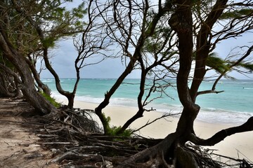 Scenic view of Silver Sands Beach, Barbados