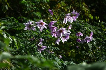 Tree dahlia ( Dahlia imperialis ) flowers. Asteraceae perennial bulbous plants. Pink-purple flowers bloom from late autumn to winter.