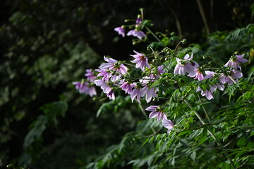 Obraz premium Tree dahlia ( Dahlia imperialis ) flowers. Asteraceae perennial bulbous plants. Pink-purple flowers bloom from late autumn to winter.