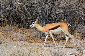 A springbok antelope walks in the park in its natural environment against the background of bushes. Side view