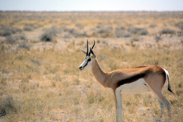 An antelope walks on the grass in a natural environment. The background is blurred. Side view