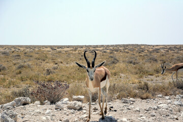 Two springbok antelopes walk in the desert in their natural environment. Front view