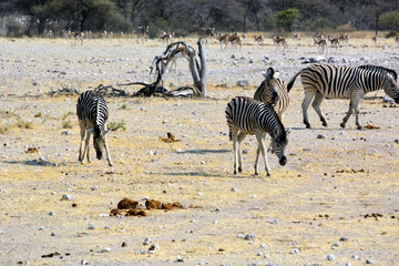 Several zebras walk in the rocky desert in their natural environment. Antelopes walk in the background