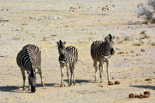 Three zebras stand in a rocky desert. Antelopes walk in the background