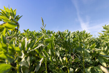 growing beans for food production