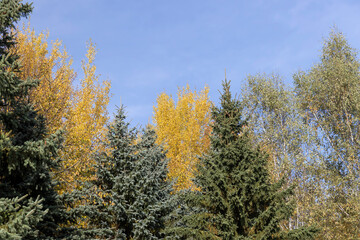 Fototapeta na wymiar birch tree foliage during autumn leaf fall