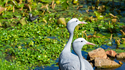 Blue cranes by the pond, Tenikwa Wildlife Rehabilitation Centre, Western Cape, South Africa