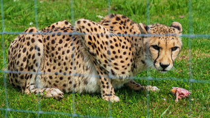 Cheetah having breakfast, Tenikwa Wildlife Rehabilitation Centre, Western Cape, South Africa	