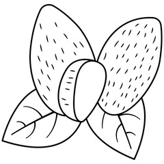 Almond line art. Vector element with vegetarian theme. Illustration.