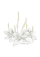 Plantago with flowers and leaves on a white background. Hand drawn vector illustration