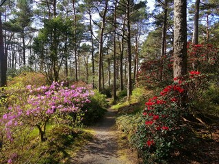Path surrounded by beautiful flowers in a forest at daytime