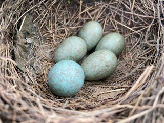 Naklejka na ściany i meble Close-up shot of common blackbird blue eggs in a nest