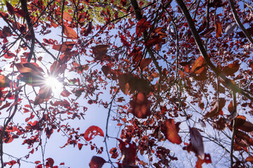 the red foliage of the hornbeam in the autumn season