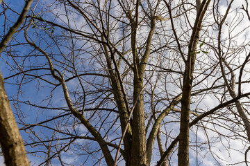 deciduous trees without foliage in spring