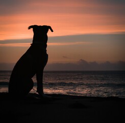 Silhouette of a big dog on a beach during sunset looking at waves