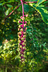 Phytolacca americana, the American pokeweed is a perennial herbaceous plant of the family Phytolacaceae.
