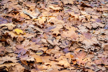 Maple tree leaves dry on the ground. Autumn concept