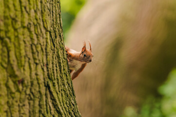 Cute red squirrel on tree trunk in forest, space for text