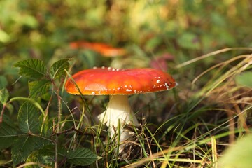 Fresh wild mushroom growing in forest, closeup
