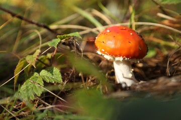 Fresh wild mushroom growing in forest, closeup. Space for text