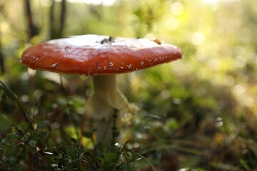 Fresh wild mushroom growing in forest, closeup. Space for text