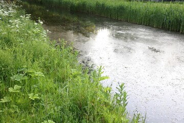 View of channel with green reeds on sunny day