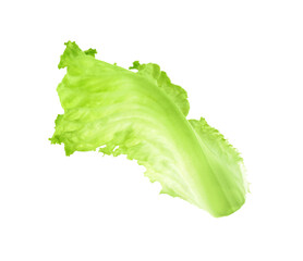 One green lettuce leaf isolated on white. Salad greens