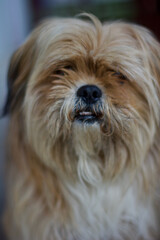 Naklejka na ściany i meble Closeup shot of a furry domestic dog