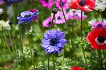 Closeup shot of blooming bright colorful anemone flowers on a field - obrazy, fototapety, plakaty