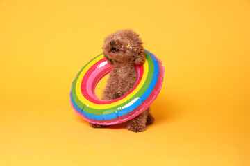 Cute Maltipoo dog with inflatable ring and swimming goggles on orange background