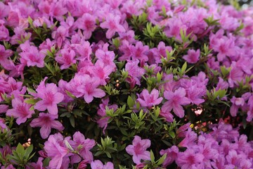 Fototapeta premium Beautiful Rhododendron bush with pink flowers growing outdoors