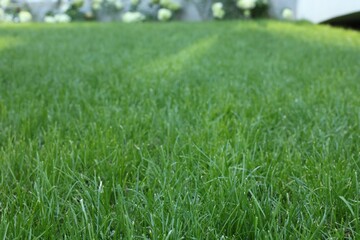 Fresh green grass growing outdoors on summer day