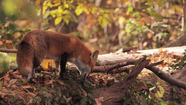 Fox (Vulpes) eats something in the autumn forest.